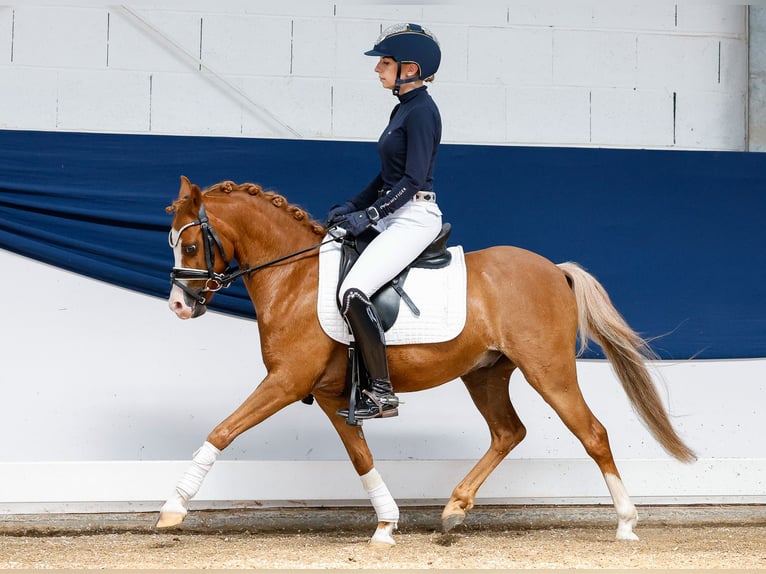 Deutsches Reitpony Wallach 8 Jahre 122 cm Fuchs in Marsberg