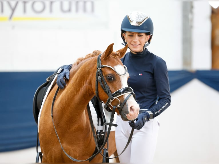Deutsches Reitpony Wallach 8 Jahre 122 cm Fuchs in Marsberg