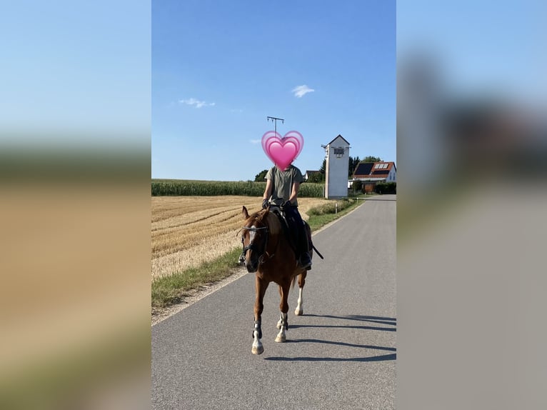 Deutsches Reitpony Mix Wallach 8 Jahre 135 cm Rotfuchs in Deuerling