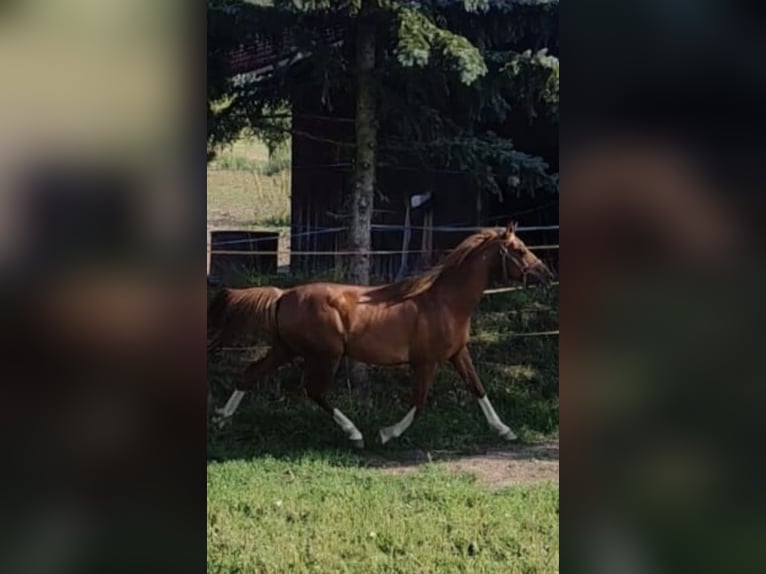 Deutsches Reitpony Mix Wallach 8 Jahre 135 cm Rotfuchs in Deuerling