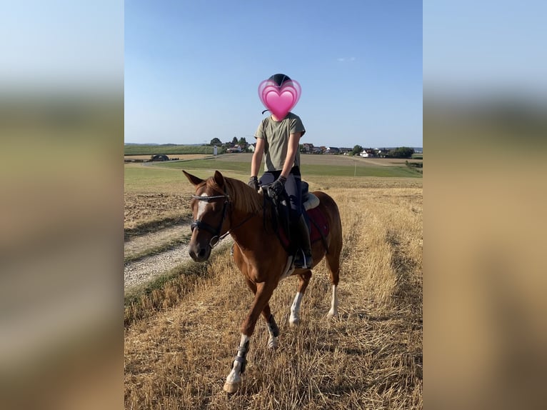 Deutsches Reitpony Mix Wallach 8 Jahre 135 cm Rotfuchs in Deuerling