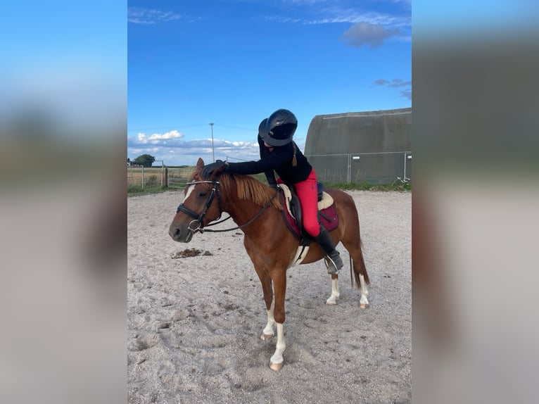 Deutsches Reitpony Mix Wallach 8 Jahre 135 cm Rotfuchs in Deuerling