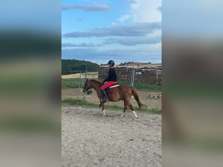 Deutsches Reitpony Mix Wallach 8 Jahre 135 cm Rotfuchs in Deuerling