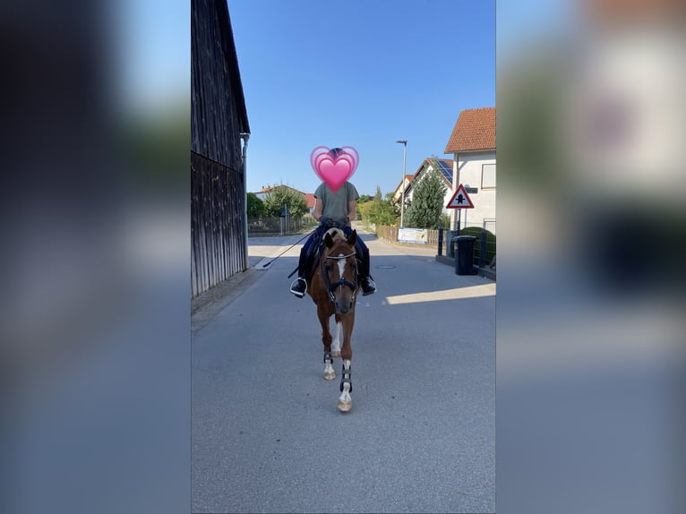 Deutsches Reitpony Mix Wallach 8 Jahre 135 cm Rotfuchs in Deuerling