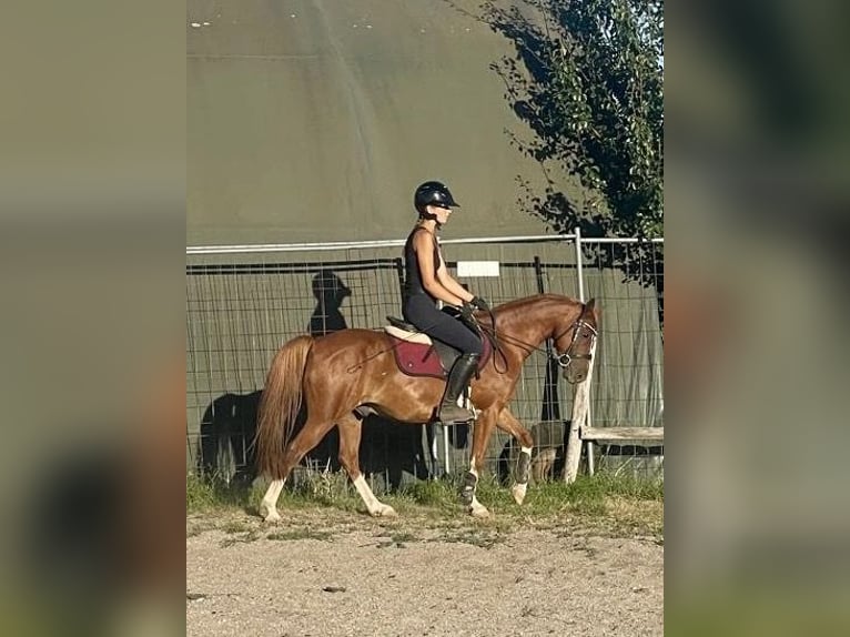 Deutsches Reitpony Mix Wallach 8 Jahre 135 cm Rotfuchs in Deuerling
