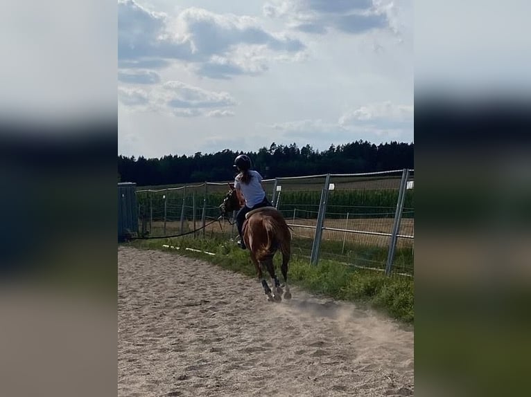 Deutsches Reitpony Mix Wallach 8 Jahre 135 cm Rotfuchs in Deuerling