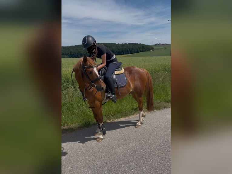Deutsches Reitpony Mix Wallach 8 Jahre 135 cm Rotfuchs in Deuerling