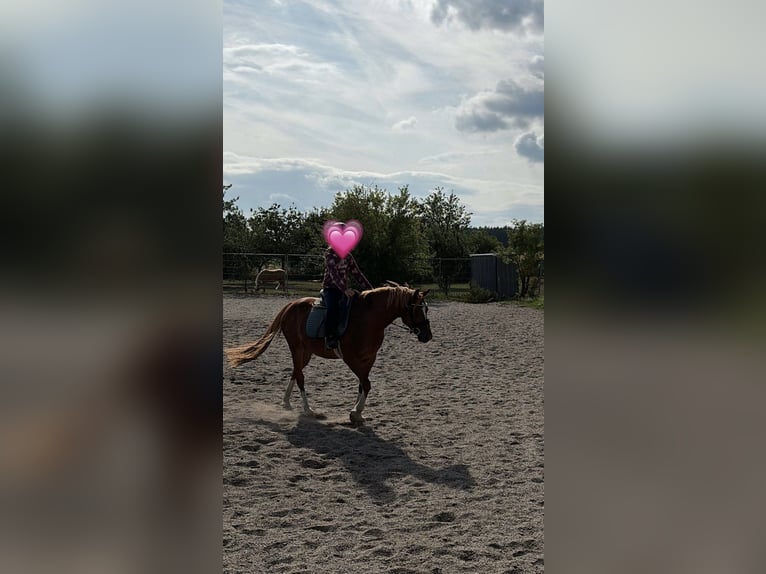Deutsches Reitpony Mix Wallach 8 Jahre 135 cm Rotfuchs in Deuerling