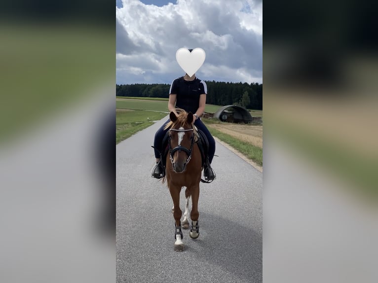 Deutsches Reitpony Mix Wallach 8 Jahre 135 cm Rotfuchs in Deuerling
