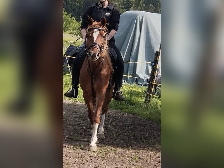 Deutsches Reitpony Mix Wallach 8 Jahre 135 cm Rotfuchs in Deuerling