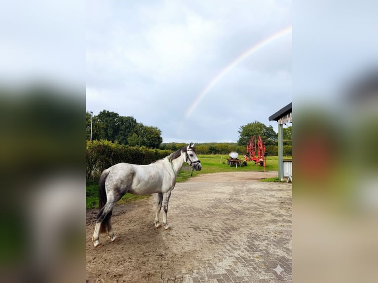 Deutsches Reitpony Wallach 8 Jahre 138 cm Apfelschimmel in Tornesch