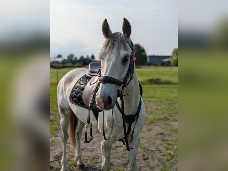 Deutsches Reitpony Wallach 8 Jahre 138 cm Apfelschimmel in Tornesch