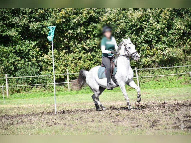 Deutsches Reitpony Wallach 8 Jahre 138 cm Apfelschimmel in Tornesch