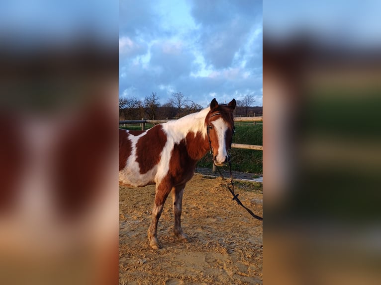 Deutsches Reitpony Mix Wallach 8 Jahre 138 cm Schecke in Ennigerloh