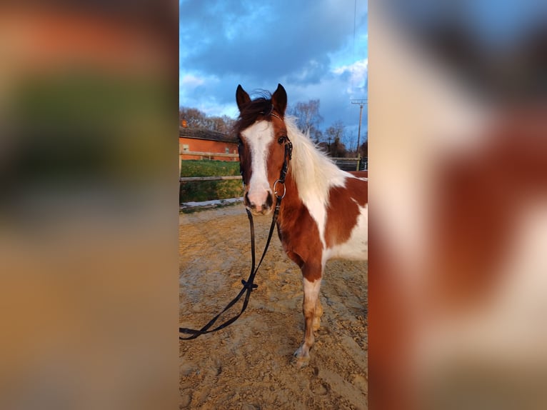 Deutsches Reitpony Mix Wallach 8 Jahre 138 cm Schecke in Ennigerloh