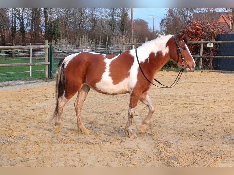 Deutsches Reitpony Mix Wallach 8 Jahre 138 cm Schecke in Ennigerloh