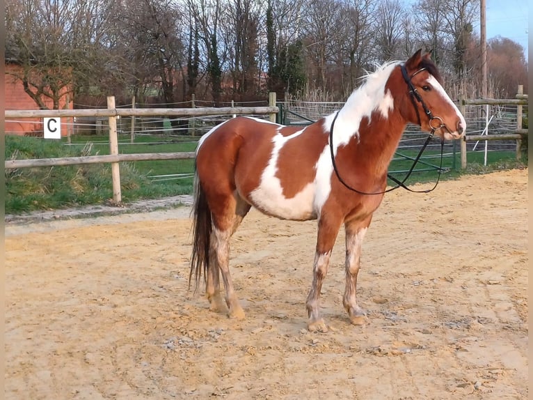 Deutsches Reitpony Mix Wallach 8 Jahre 138 cm Schecke in Ennigerloh