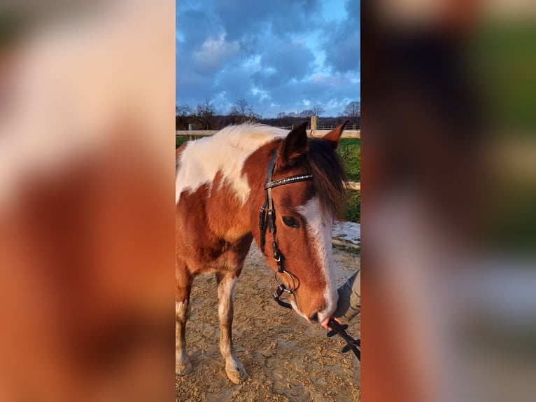 Deutsches Reitpony Mix Wallach 8 Jahre 138 cm Schecke in Ennigerloh