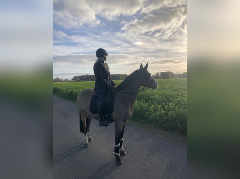 Deutsches Reitpony Wallach 8 Jahre 139 cm Falbe in Warendorf