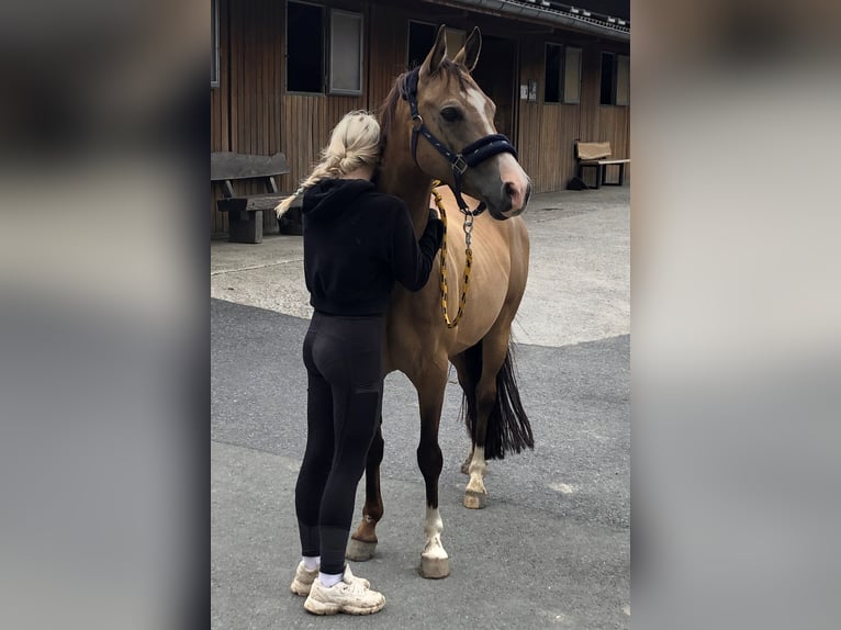 Deutsches Reitpony Wallach 8 Jahre 139 cm Falbe in Warendorf