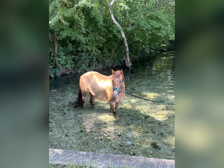 Deutsches Reitpony Wallach 8 Jahre 140 cm Fuchs in Mayerling