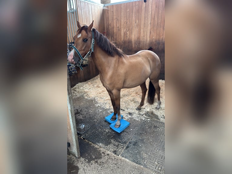 Deutsches Reitpony Wallach 8 Jahre 140 cm Fuchs in Mayerling