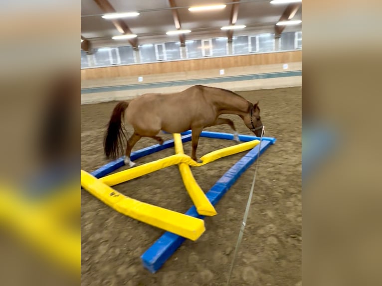 Deutsches Reitpony Wallach 8 Jahre 140 cm Fuchs in Mayerling