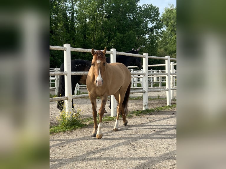 Deutsches Reitpony Wallach 8 Jahre 140 cm Fuchs in Mayerling