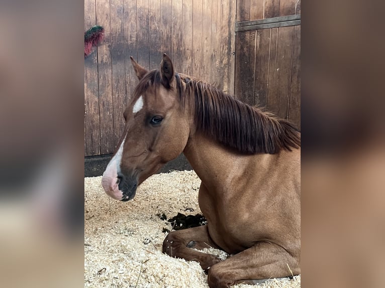 Deutsches Reitpony Wallach 8 Jahre 140 cm Fuchs in Mayerling