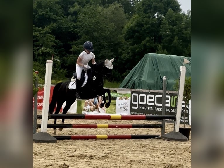 Deutsches Reitpony Wallach 8 Jahre 140 cm Rappe in Rosdorf