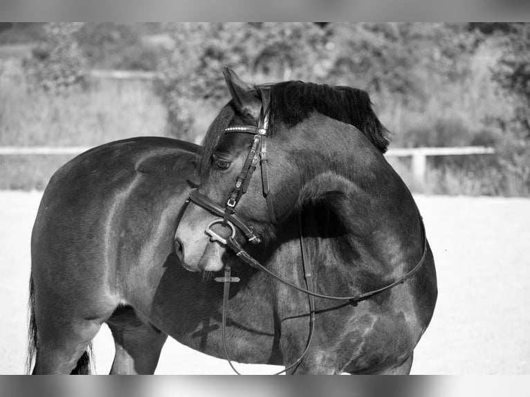 Deutsches Reitpony Wallach 8 Jahre 142 cm Brauner in Bad Segeberg