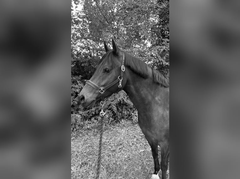 Deutsches Reitpony Wallach 8 Jahre 142 cm Brauner in Bad Segeberg