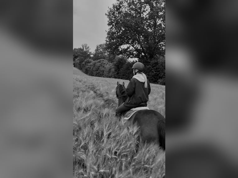 Deutsches Reitpony Wallach 8 Jahre 142 cm Brauner in Bad Segeberg