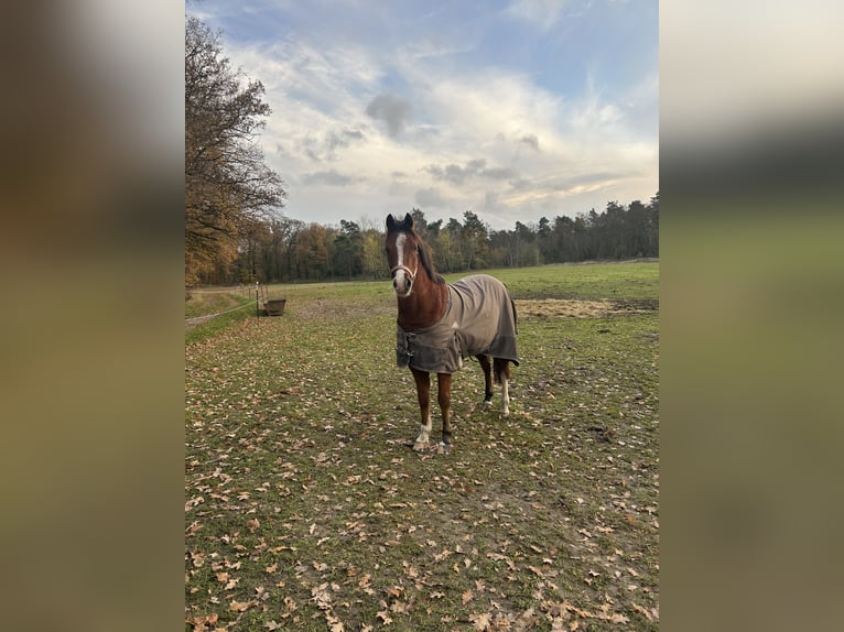 Deutsches Reitpony Wallach 8 Jahre 142 cm Brauner in Bismark (Altmark)