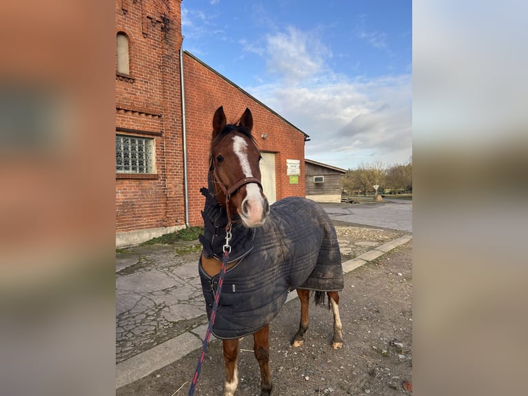 Deutsches Reitpony Wallach 8 Jahre 142 cm Brauner in Bismark (Altmark)
