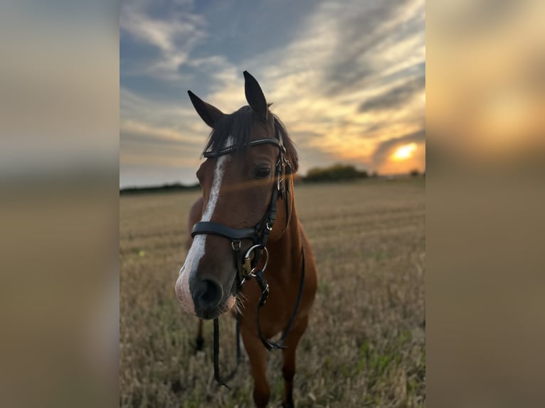 Deutsches Reitpony Wallach 8 Jahre 142 cm Brauner in Bismark (Altmark)
