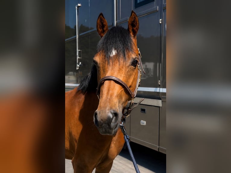 Deutsches Reitpony Wallach 8 Jahre 142 cm Brauner in Herten