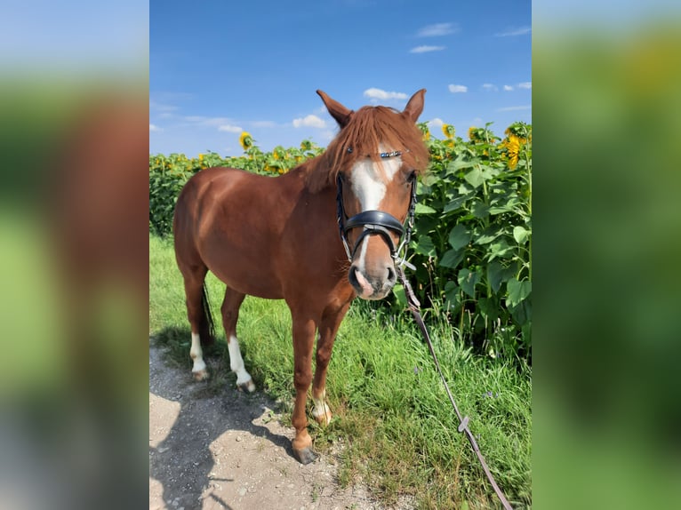 Deutsches Reitpony Wallach 8 Jahre 142 cm Fuchs in Wallersdorf