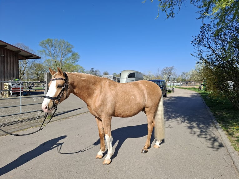Deutsches Reitpony Wallach 8 Jahre 142 cm Palomino in Teningen