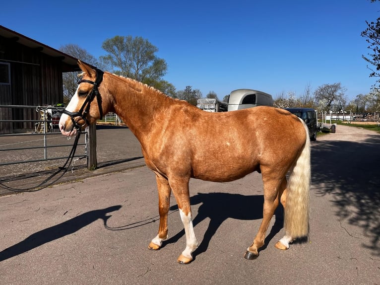 Deutsches Reitpony Wallach 8 Jahre 142 cm Palomino in Teningen