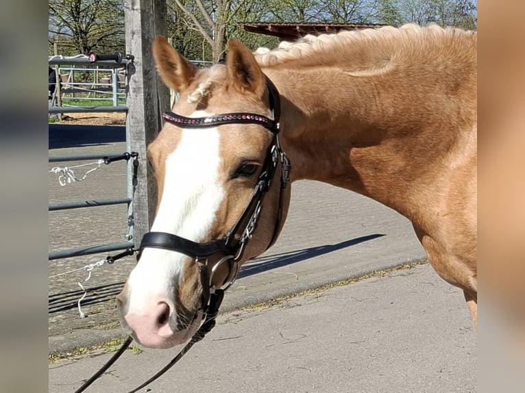 Deutsches Reitpony Wallach 8 Jahre 142 cm Palomino in Teningen