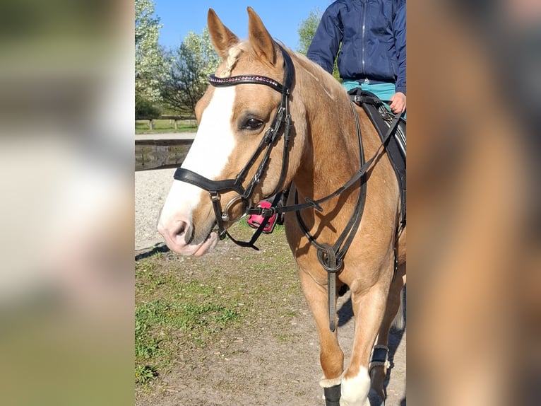 Deutsches Reitpony Wallach 8 Jahre 142 cm Palomino in Teningen