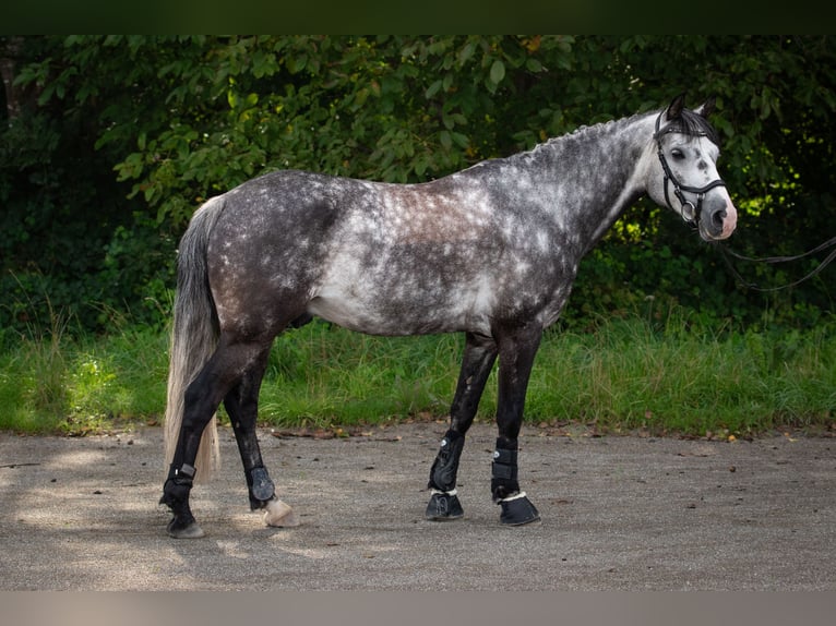 Deutsches Reitpony Wallach 8 Jahre 142 cm Schimmel in Rottweil