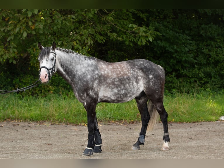 Deutsches Reitpony Wallach 8 Jahre 142 cm Schimmel in Rottweil