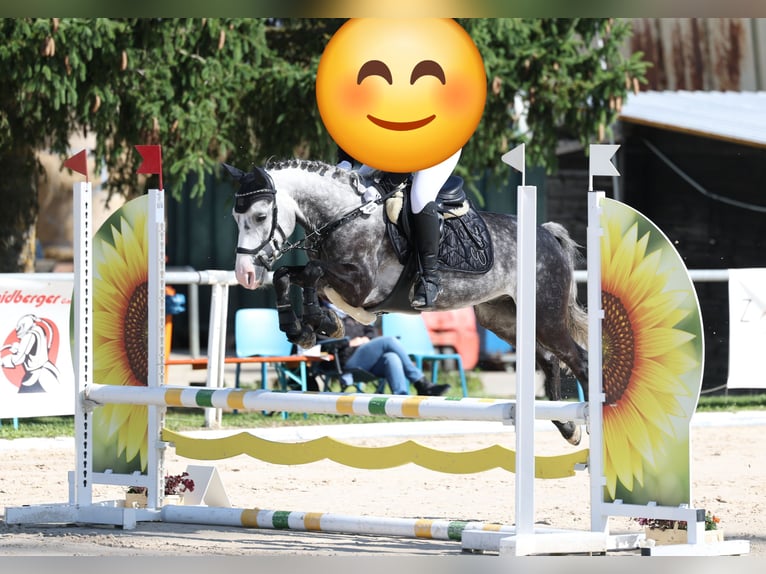 Deutsches Reitpony Wallach 8 Jahre 142 cm Schimmel in Rottweil