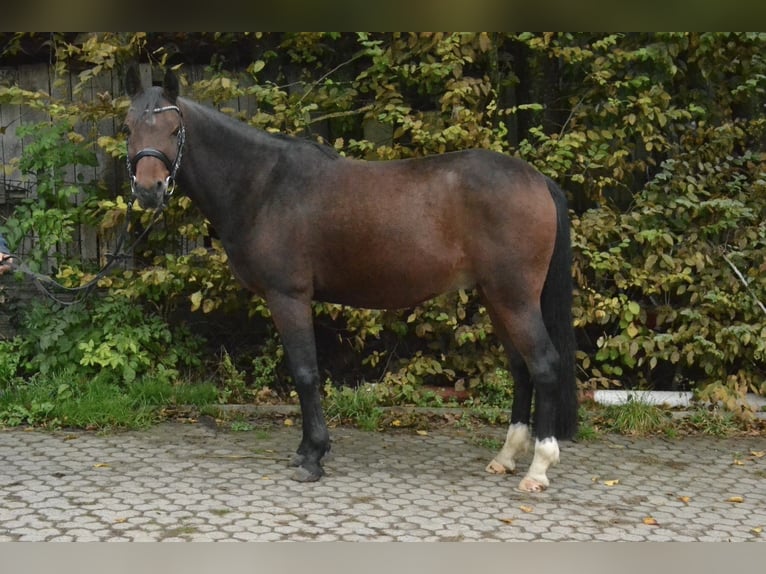 Deutsches Reitpony Wallach 8 Jahre 143 cm Brauner in Würzburg