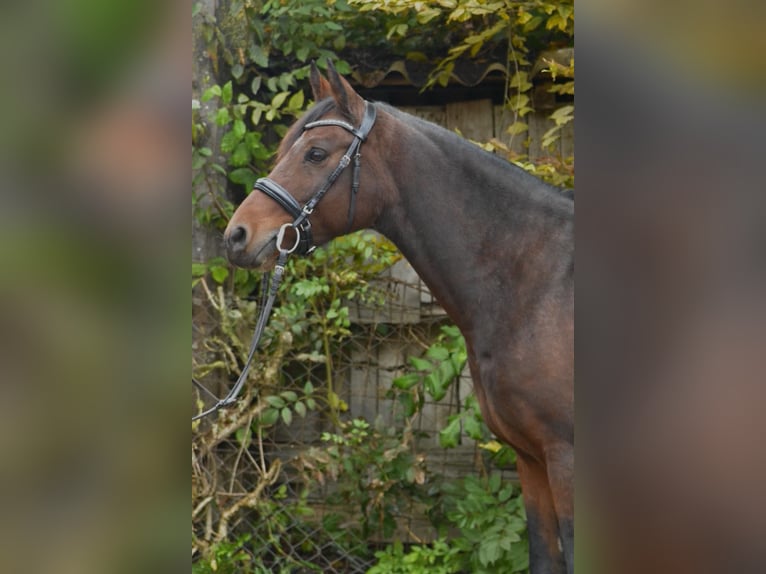 Deutsches Reitpony Wallach 8 Jahre 143 cm Brauner in Würzburg