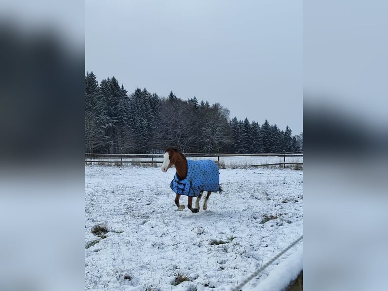 Deutsches Reitpony Wallach 8 Jahre 144 cm  in Hohenstein Ödenwaldstetten