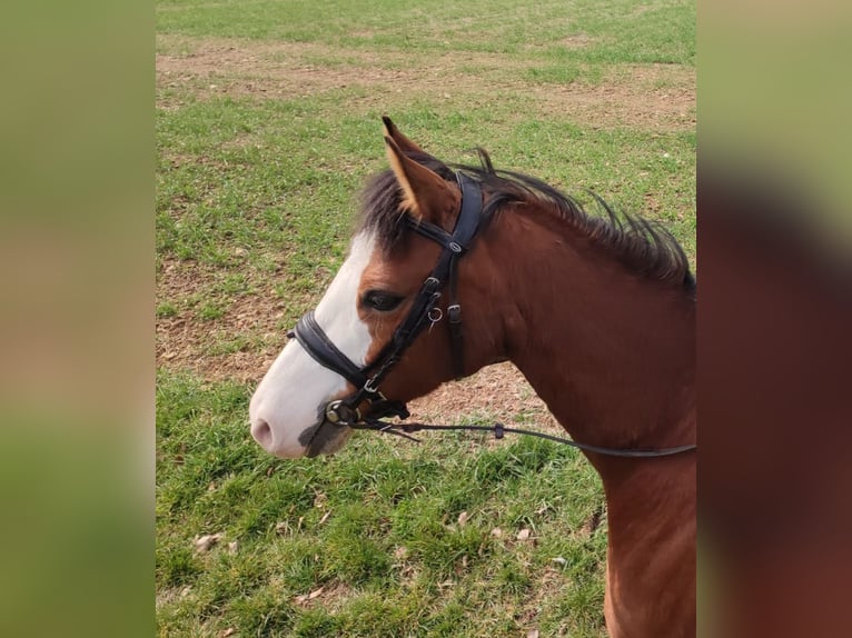 Deutsches Reitpony Wallach 8 Jahre 144 cm  in Hohenstein Ödenwaldstetten