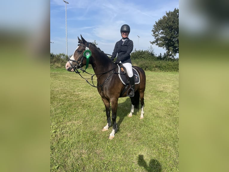 Deutsches Reitpony Wallach 8 Jahre 144 cm Dunkelbrauner in Risum-Lindholm